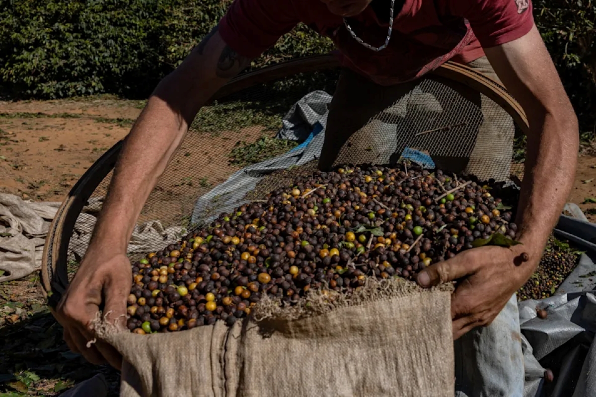 Why Brazil, the World’s Leading Coffee Producer, Is Shifting from Arabica to Robusta