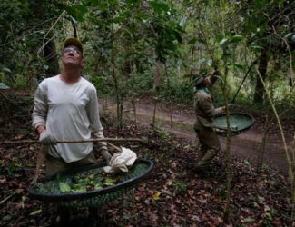 Trump’s Coffee Tariff Changes Redraw Global Supply Map