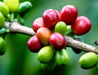 Arabica Rallies on Brazil Drought Fears, Recovers from Tariff Sell-Off