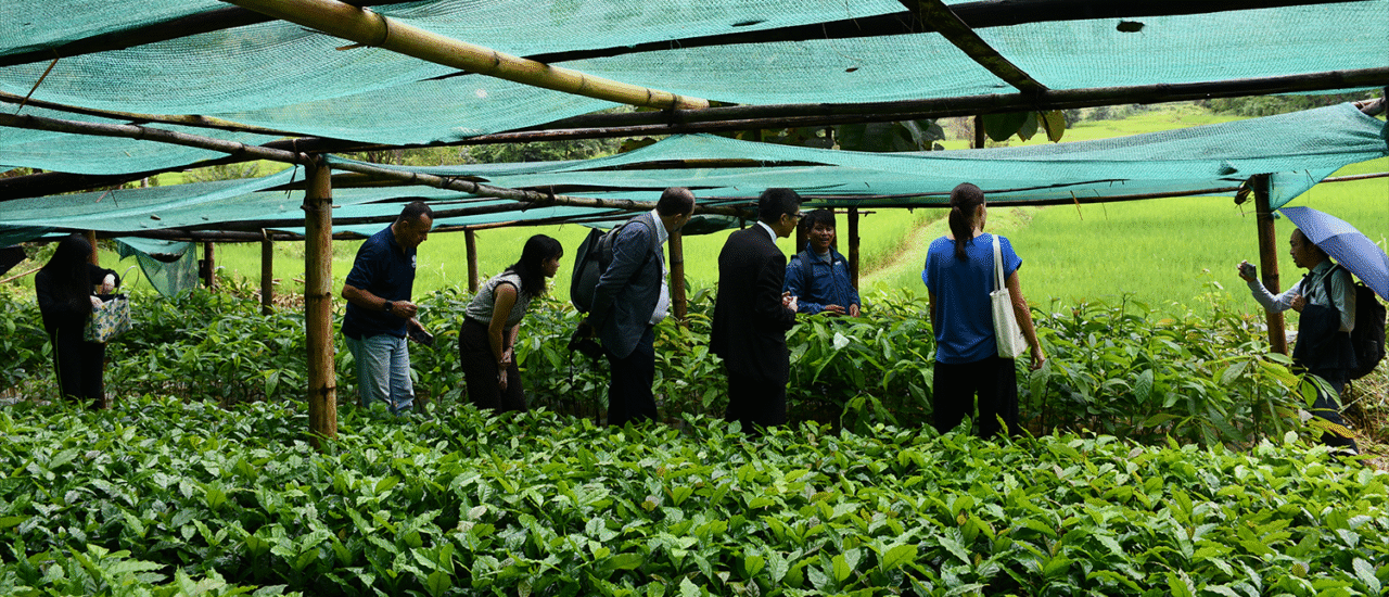 From Opium to Coffee: Myanmar Farmers Transform Their Livelihoods