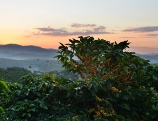 Coffee trees under dry weather conditions in Brazil’s Minas Gerais region, symbolizing climate impact on global coffee supply.
