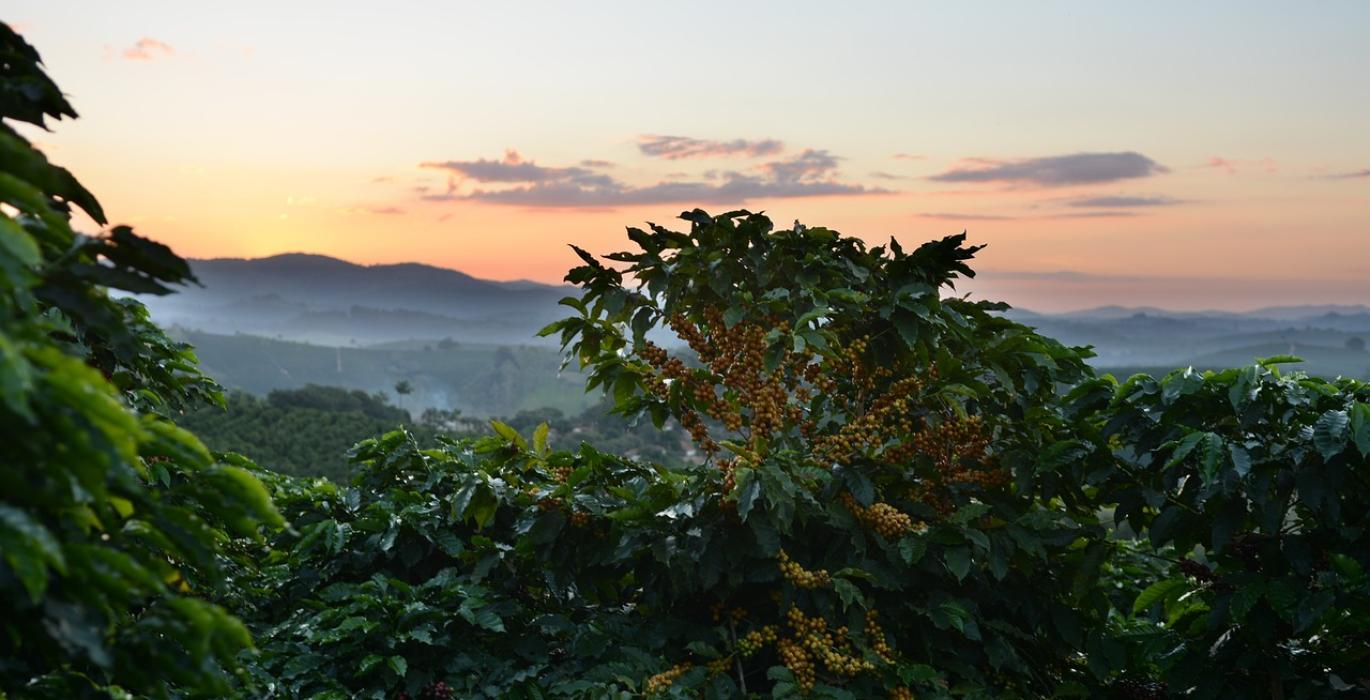 Coffee trees under dry weather conditions in Brazil’s Minas Gerais region, symbolizing climate impact on global coffee supply.