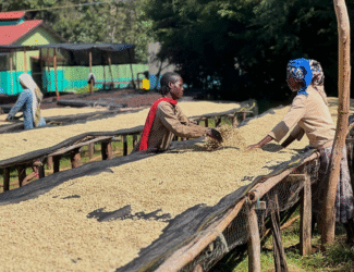 Women sorting and spreading freshly harvested Ethiopian coffee beans on raised drying beds at a washing station, with sunlight highlighting the parchment coffee.