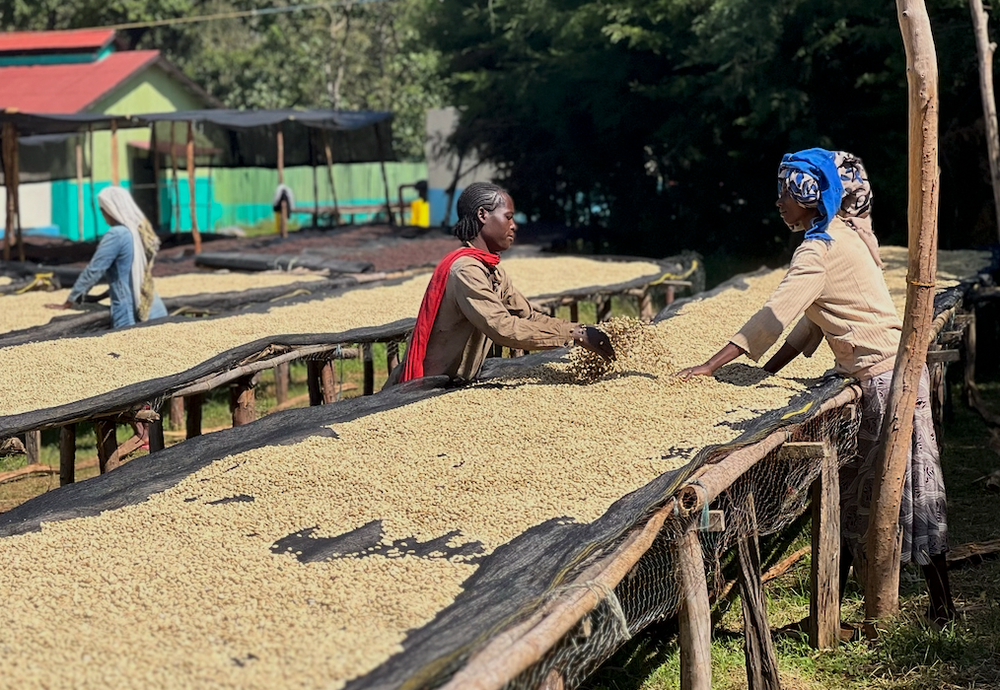 Women sorting and spreading freshly harvested Ethiopian coffee beans on raised drying beds at a washing station, with sunlight highlighting the parchment coffee.