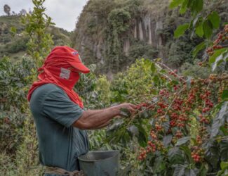 A coffee picker in Colombia.