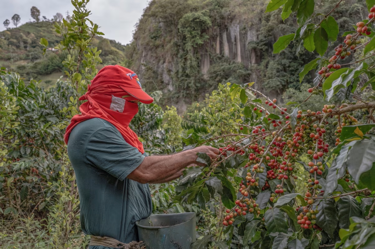 A coffee picker in Colombia.
