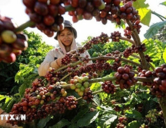 Vietnam Coffee Exports Set to Surpass $8 Billion in 2025