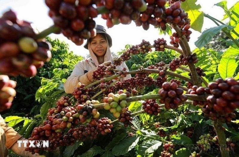 Vietnam Coffee Exports Set to Surpass $8 Billion in 2025