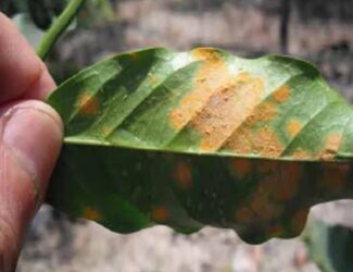 Saudi Arabia Announces First-Ever Coffee Rust Epidemic Detected in Jazan