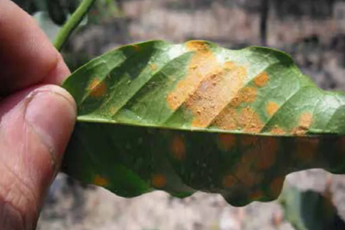 Saudi Arabia Announces First-Ever Coffee Rust Epidemic Detected in Jazan