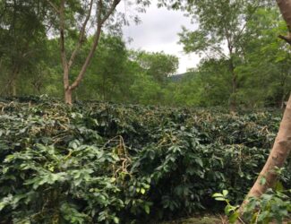 Sucafina Releases Key Update on Vietnam’s 2025/26 Coffee Harvest