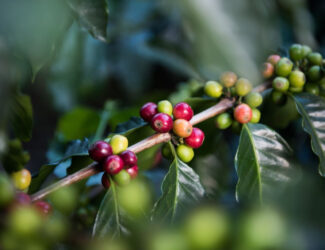 The Circular Coffee Economy: An Opportunity for the Global South