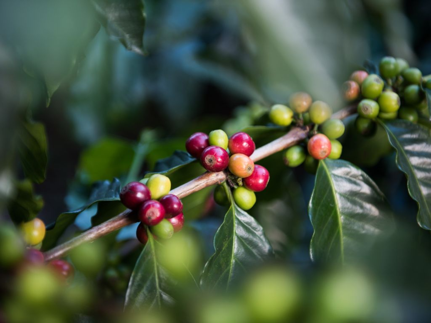 The Circular Coffee Economy: An Opportunity for the Global South